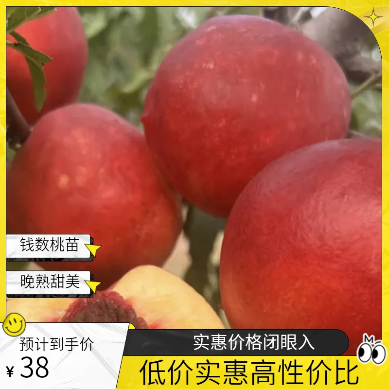 钱数九离核晚熟甜油桃树苗