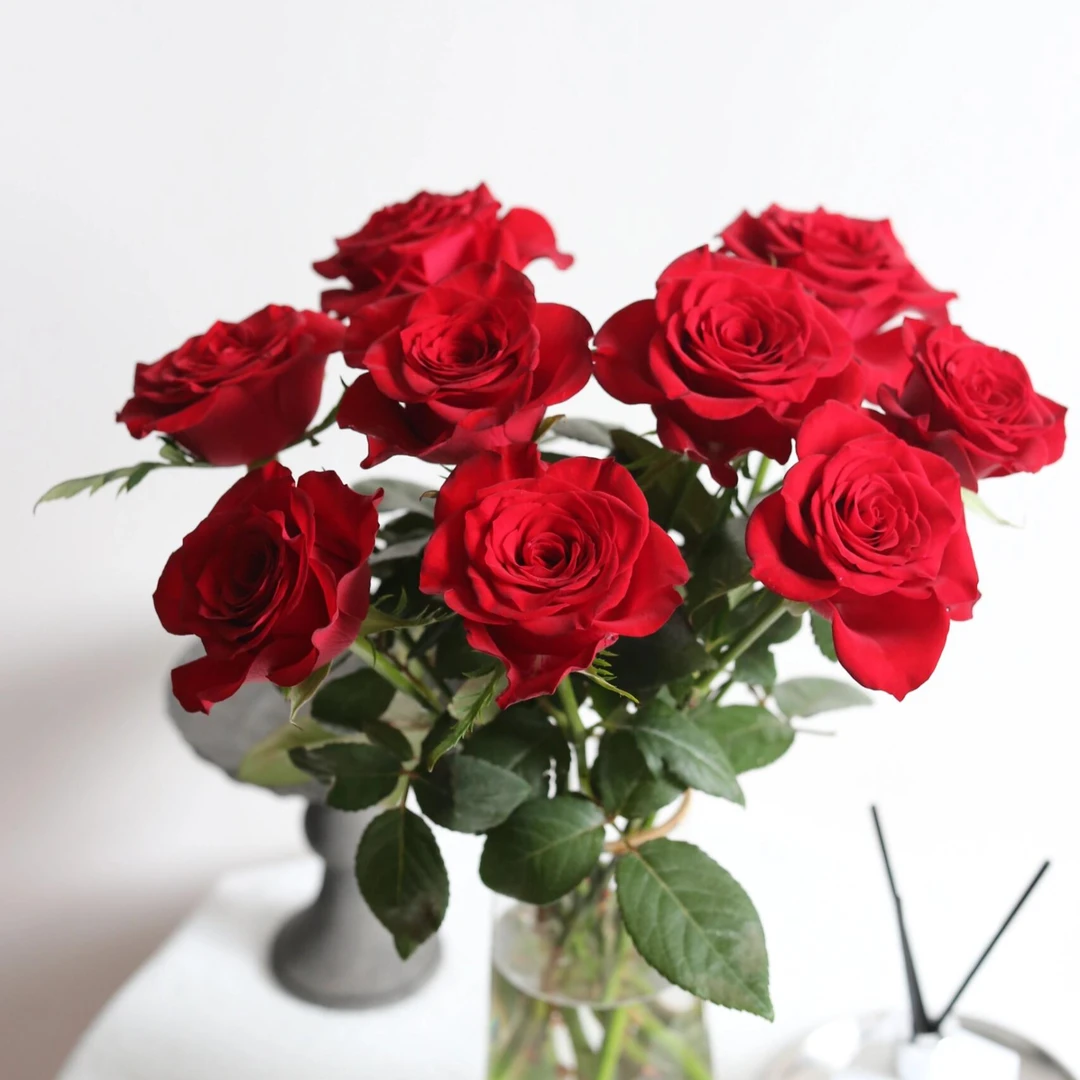 【冷链包邮】高原红玫瑰 云南基地直发花期长 任意两单升级顺丰冷链
