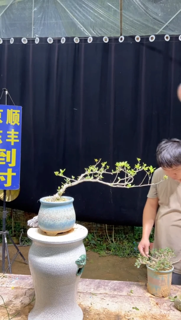 当前无花栽培后可以开花**海岛栀子花