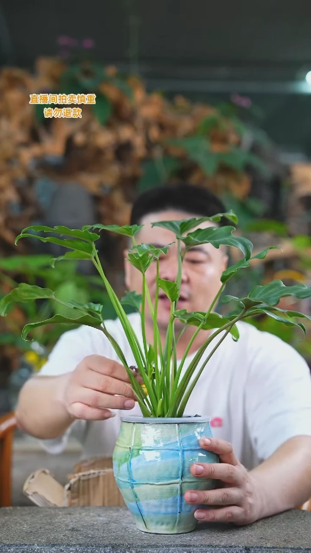 当前无花栽培后可以开花小天使油画瓷器瓶100T