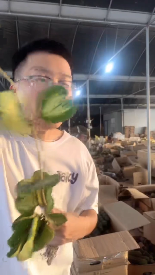 3颗母本 心叶球兰
