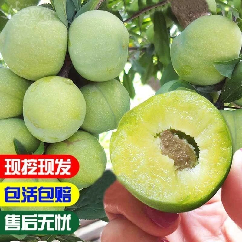青脆李 嫁接青脆李子树苗 早熟清脆李苗 晚熟青翠李 高产青脆李