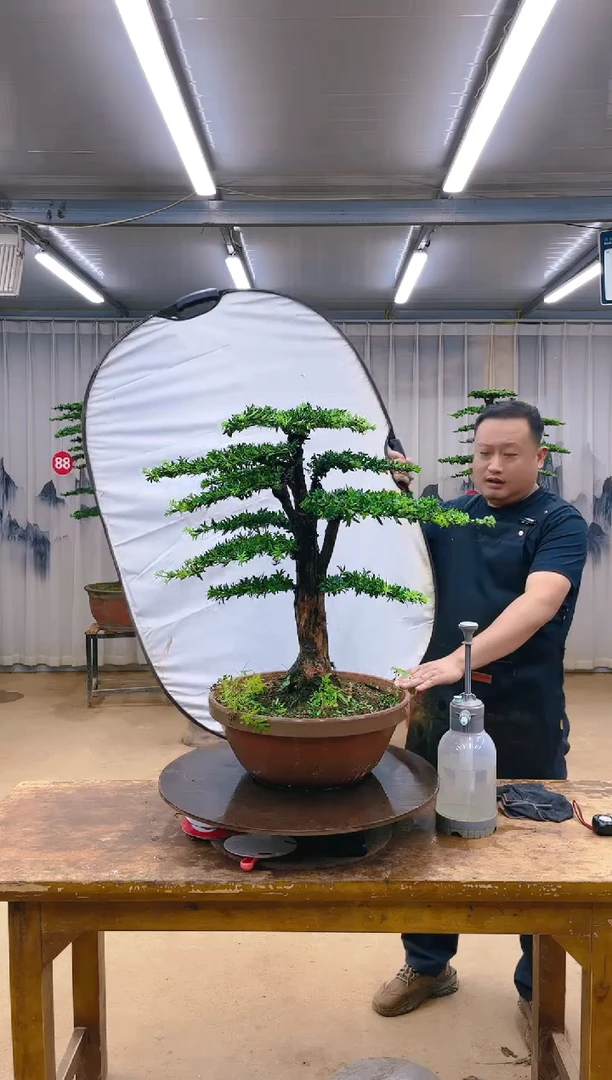 无花朵精品盆景  一物一拍