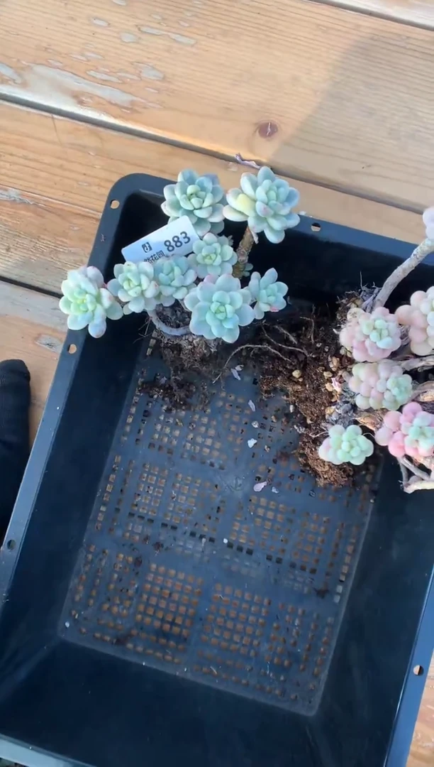 883劳尔锦多肉植物一物一拍