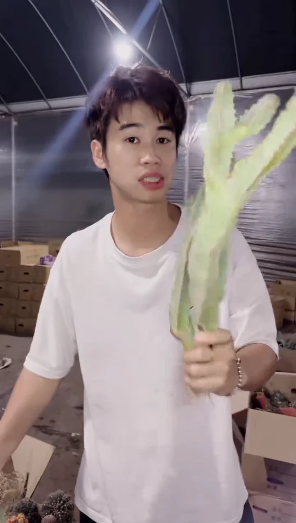 3颗 四方罗摩【带根】