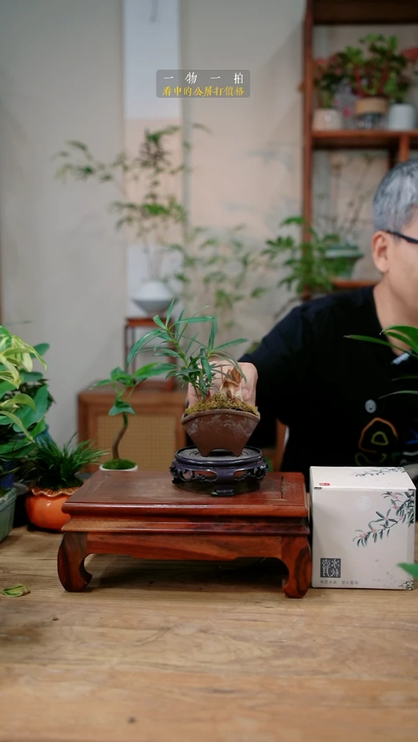 不开花植物九*267罗汉松