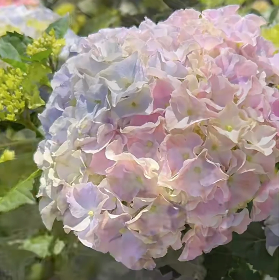 麋鹿花卉 你好山脉 绣球盆栽 阳台庭院易养活 昆明基地直销