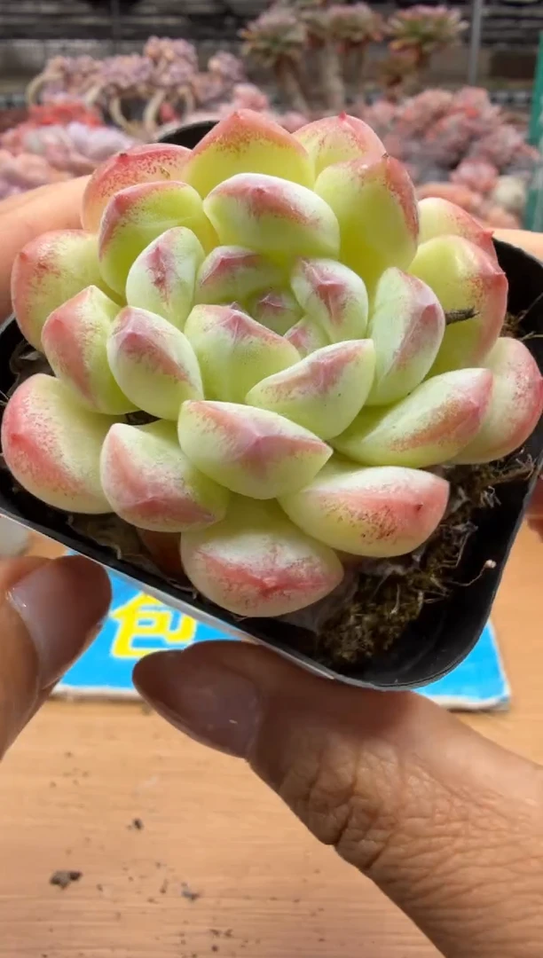 东云多肉园二店-77