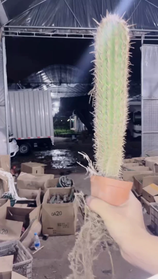 青衣柱【实生根】高20-30cm