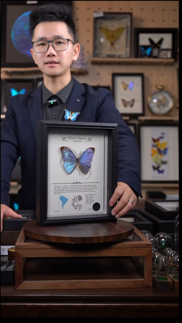 蝴蝶标本摆件竞拍悠哉闪蝶k184