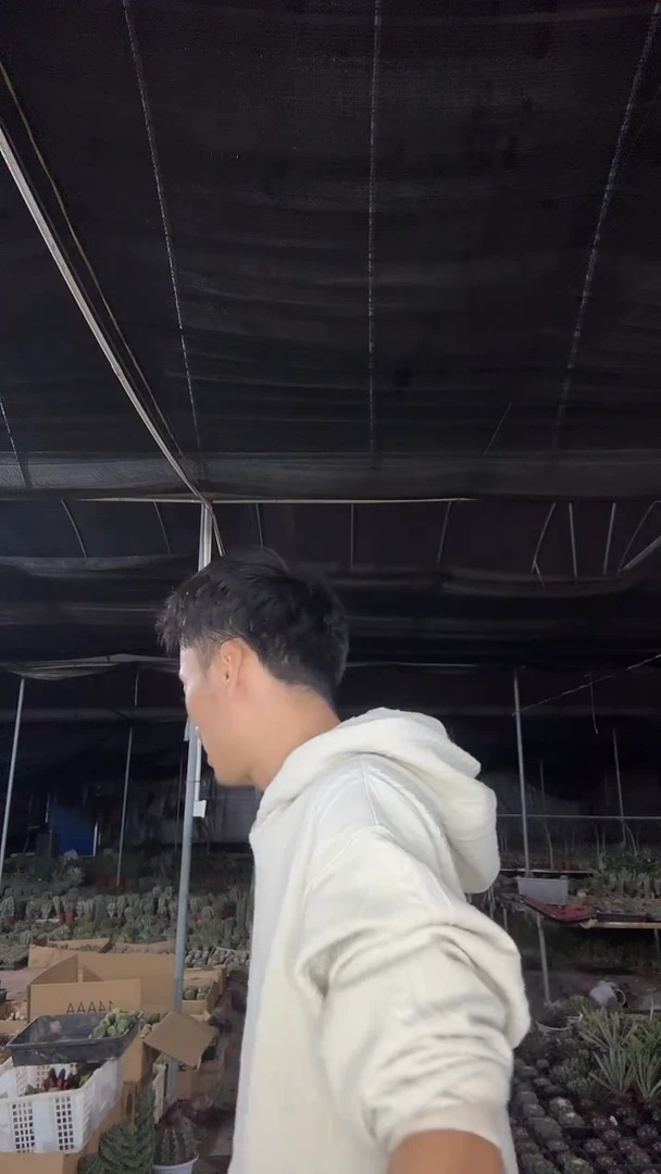 k**g赤牙龙29.99