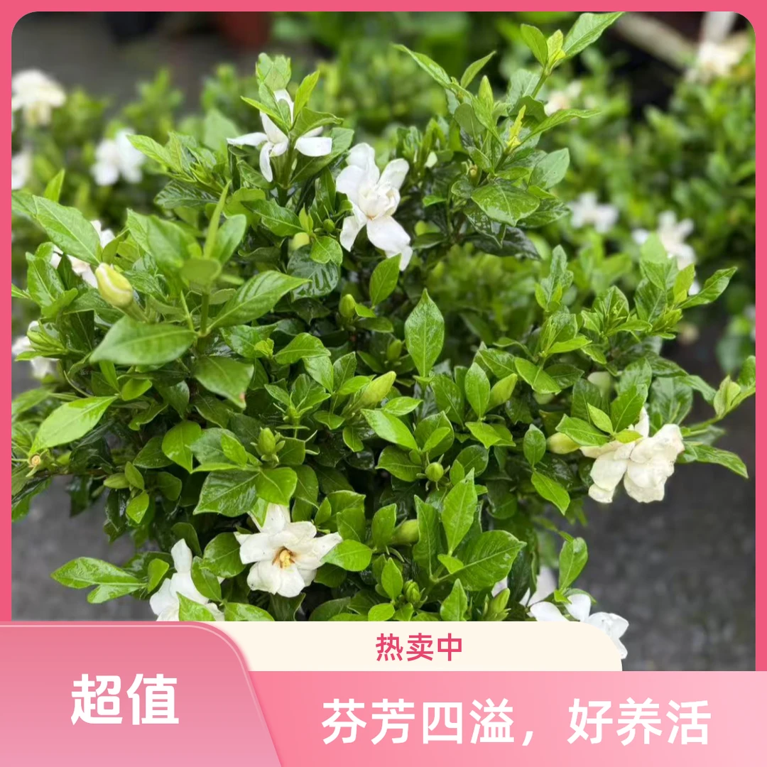 栀子花盆栽带花苞浓香型花卉室内四季开花好养活绿植