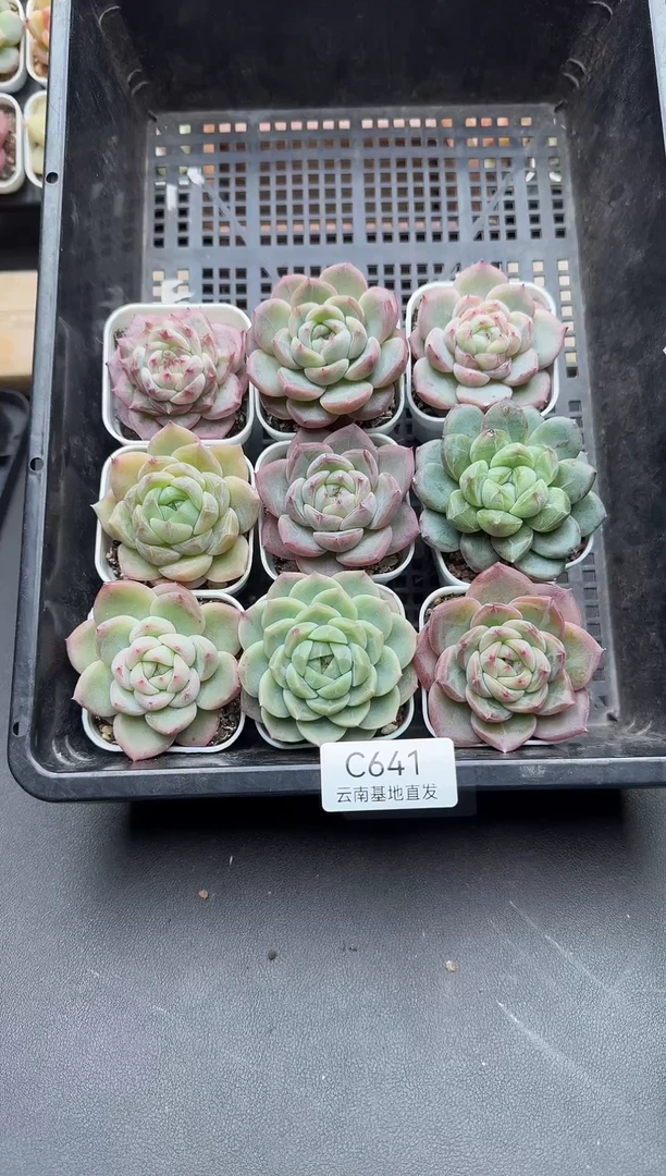 珍妮杂交多肉C641