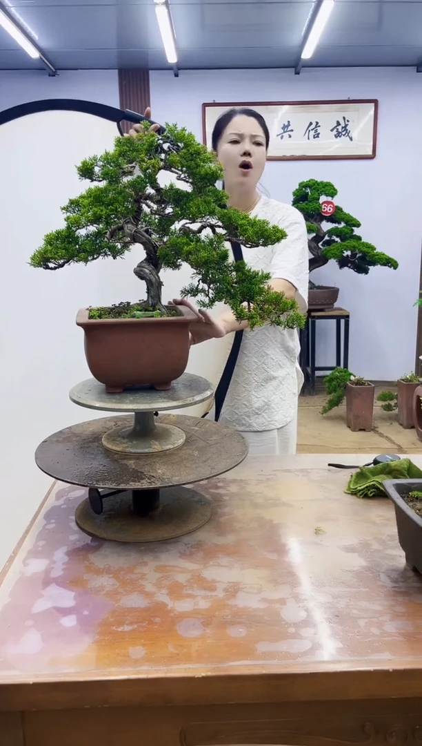 无花朵凤*00000000000000000