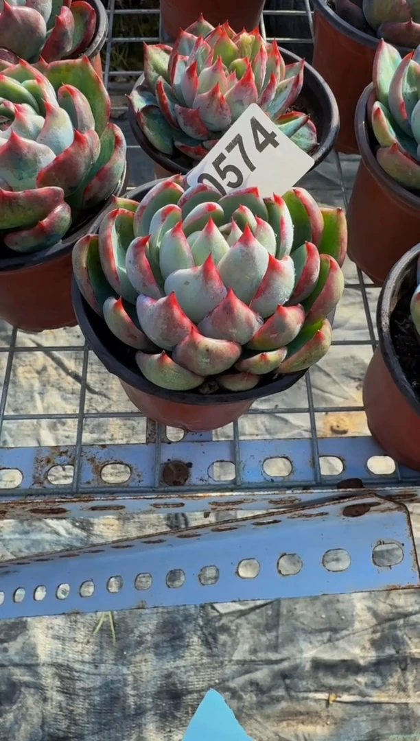 【闪购商品】0574惊鸿仙子（裸根发货）