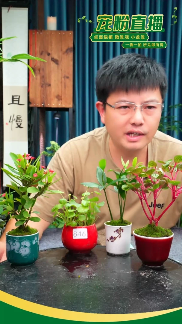 无花朵采****菇苔藓微景观846号