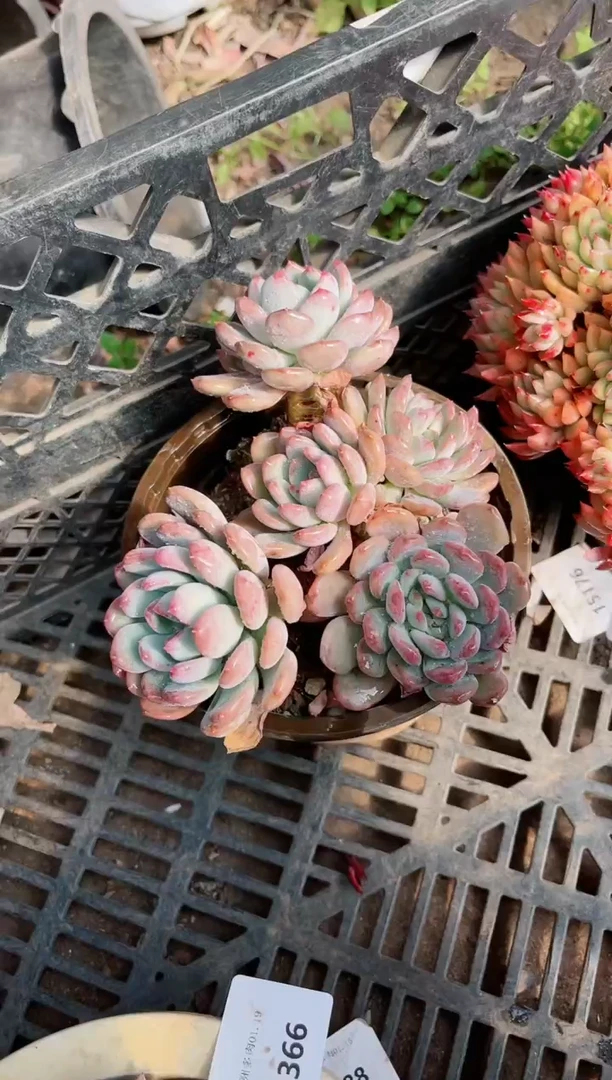 【闪购商品】19367多肉