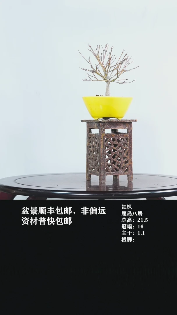 【闪购商品】-鹿岛红枫-U18