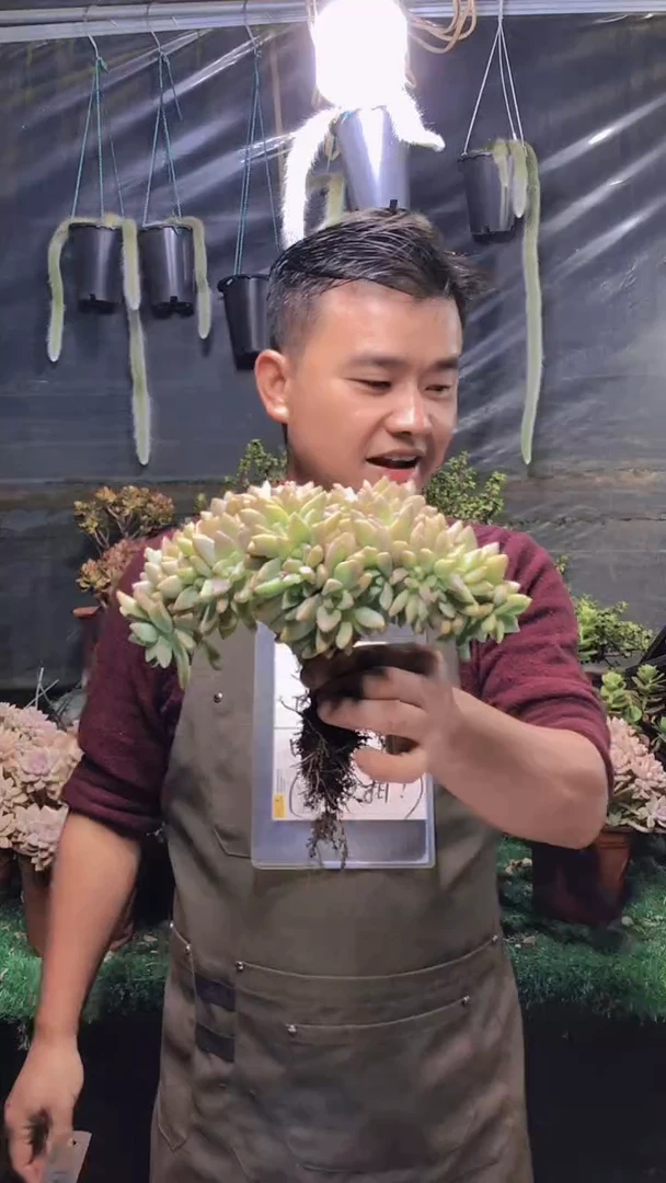 124淡雪缀化一物一拍