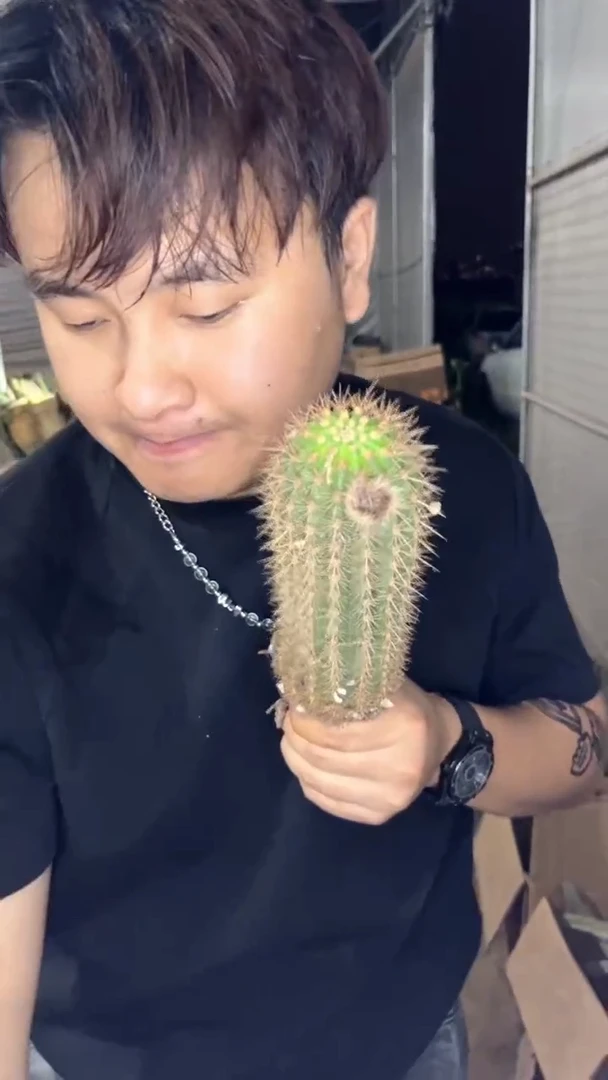 飞碟 毛花柱【带根】高10-15cm