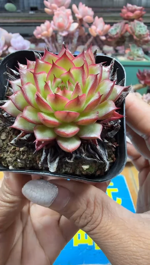 东云多肉园二店-298