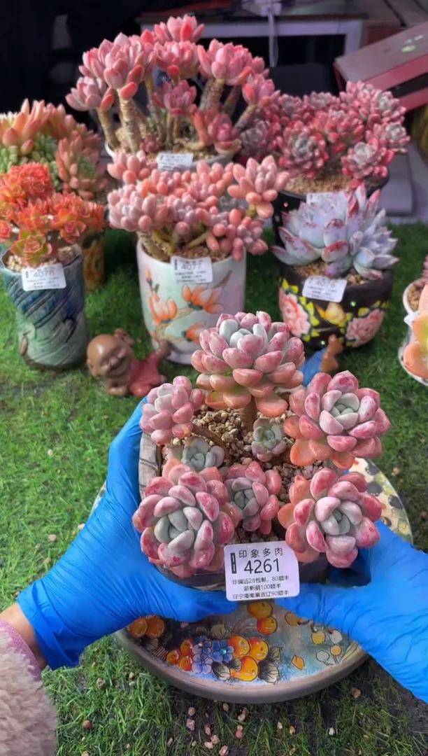 昆明印象多肉4261