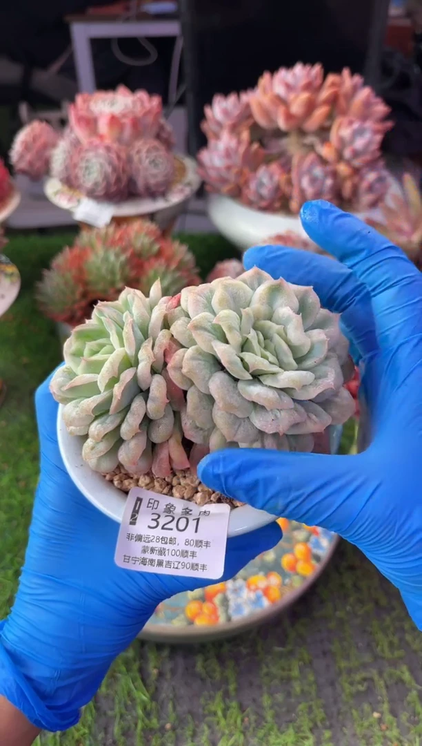 昆明印象多肉3201