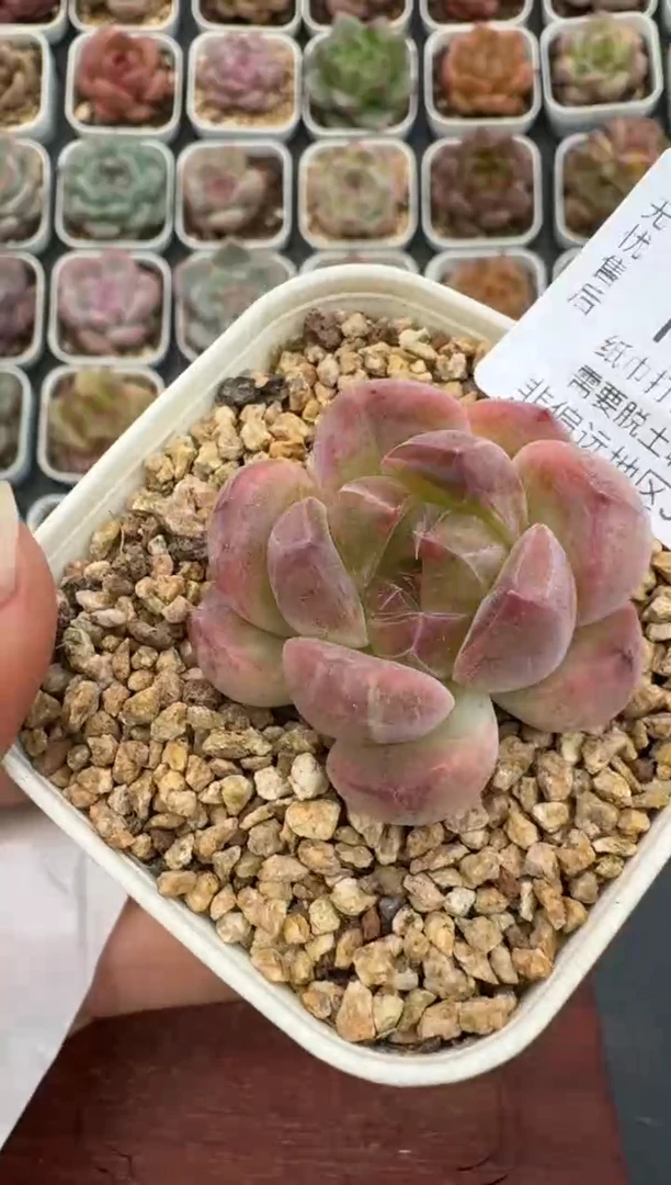 345T带盆土发(6.5cm杯） 当场拍3颗以上包柚 多肉植物