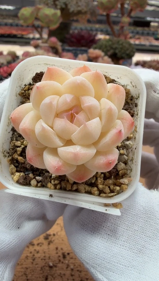 东云多肉园二店-53