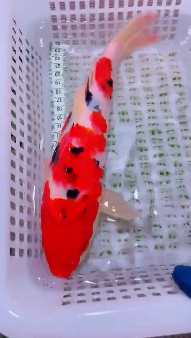 锦鲤血统锦鲤全场包邮31