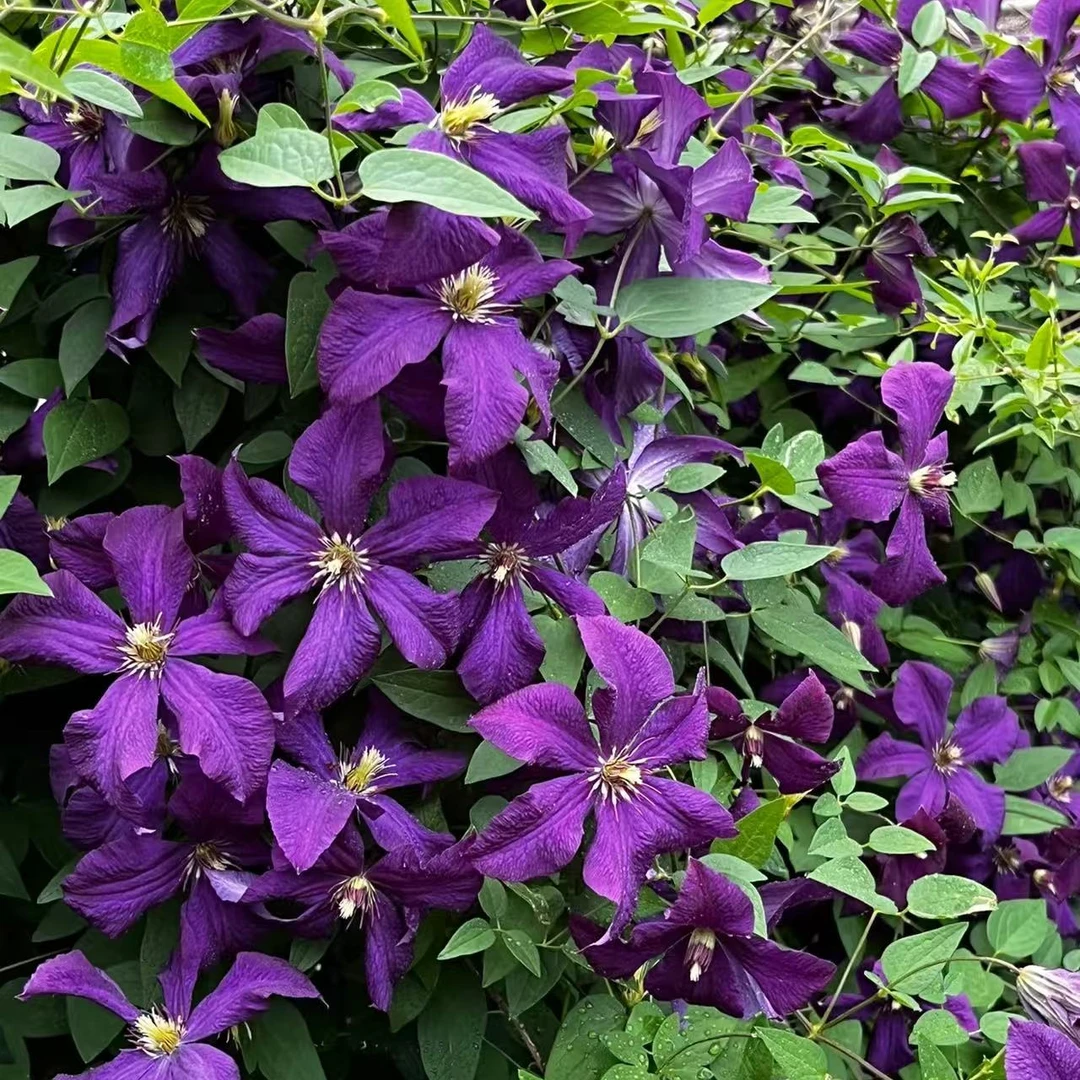 【波兰精神】1.5加仑铁线莲阳台庭院地载盆栽爬藤花卉植物四季开花