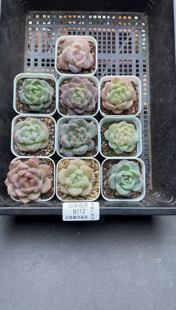 珍妮杂交多肉B112