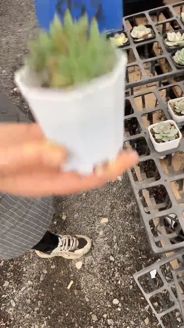 1颗   多肉    822