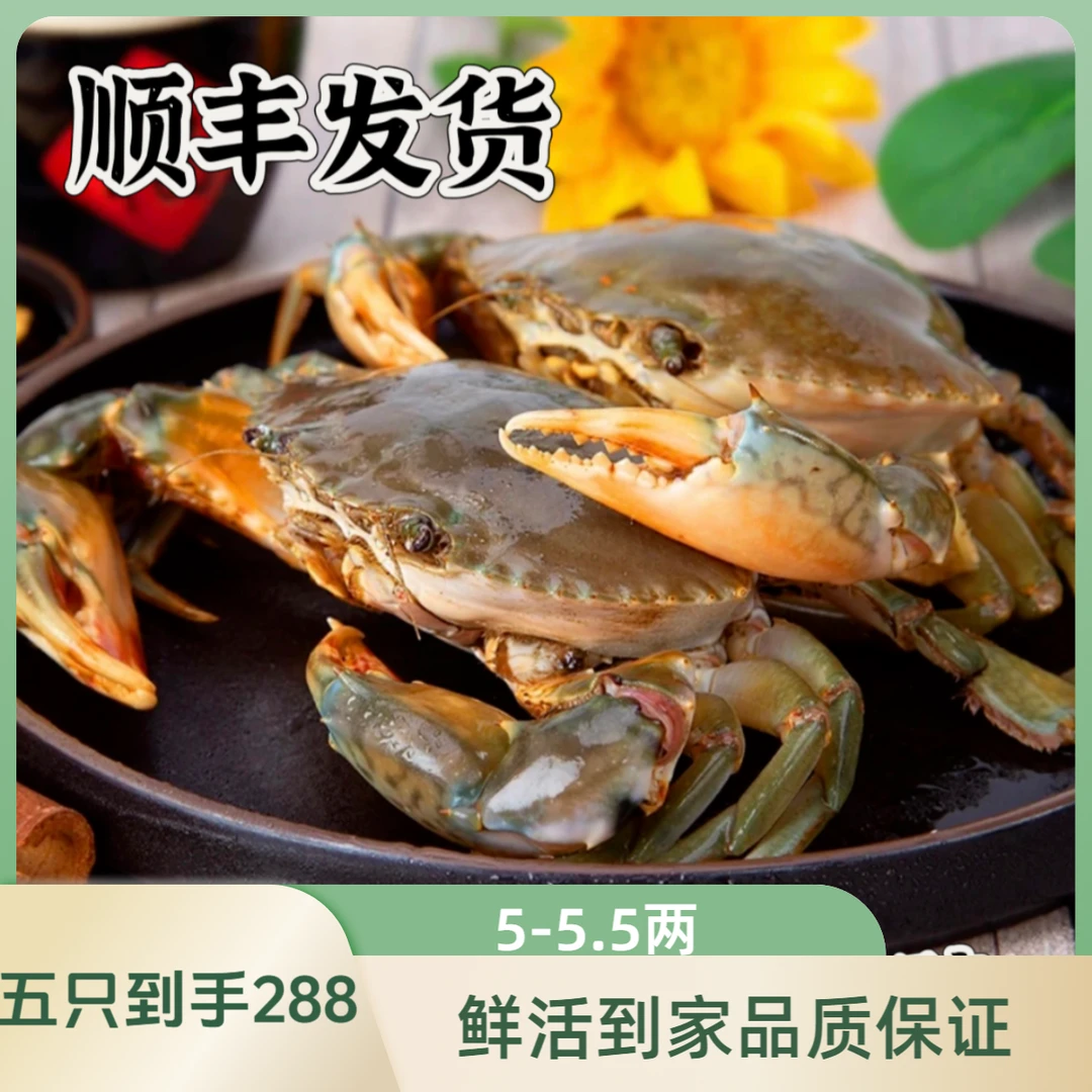 鲜活红膏蟹每只5-5.5两净重发货肉质肥美顺丰包邮