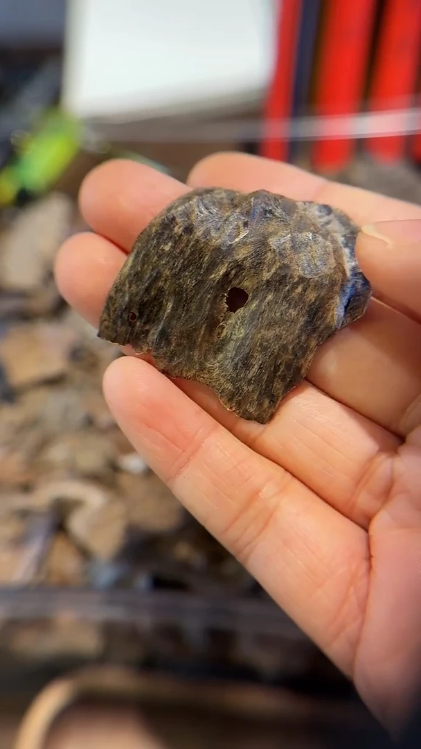 香料菩萨正区野生壳料1.2g