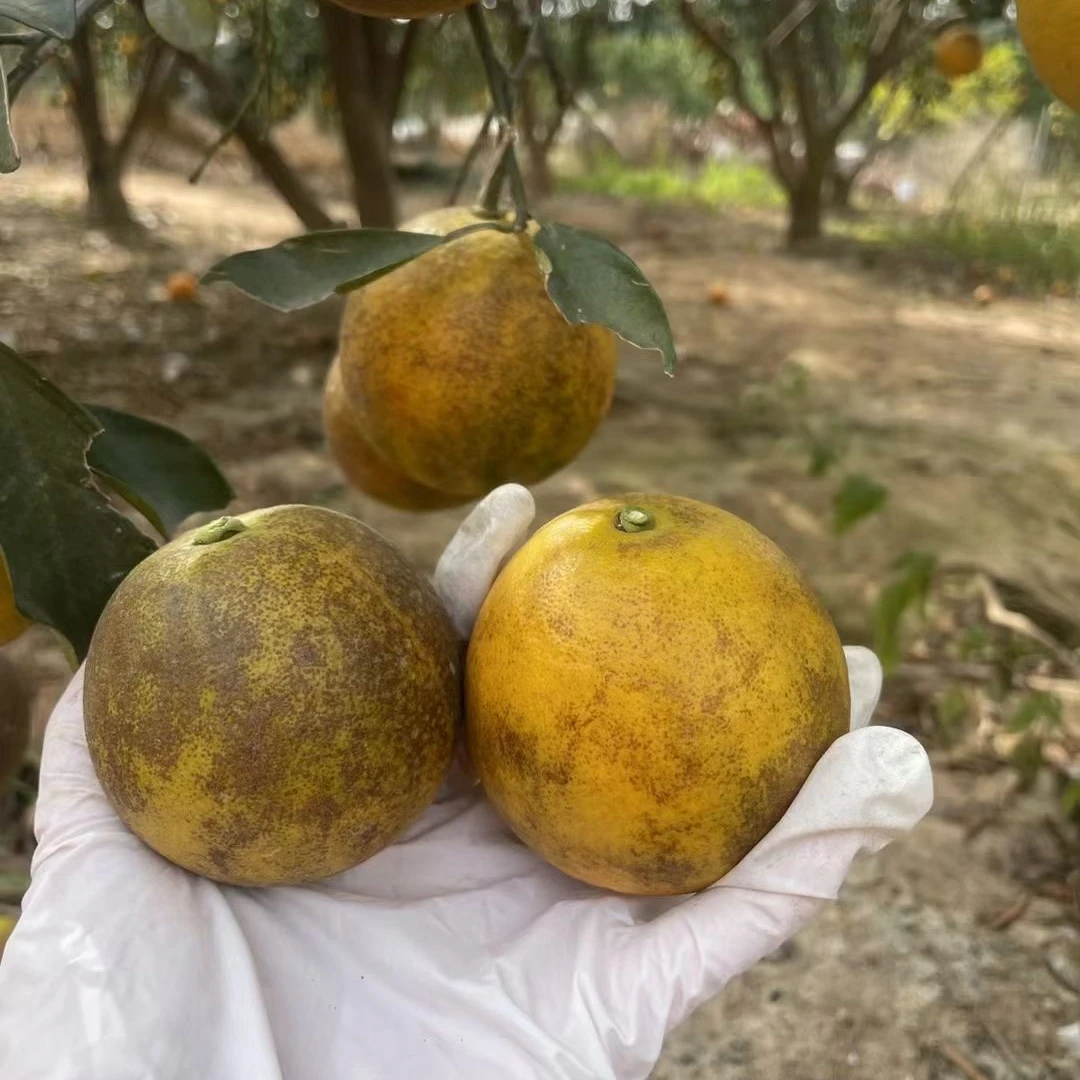 正宗廉江红江橙 花皮橙 花皮果广东省内包邮到家