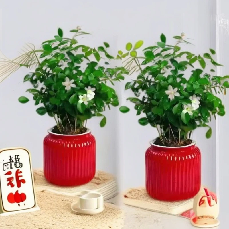 【买一送一九里香】盆栽办公室四季开花客厅室内土培植物绿植1