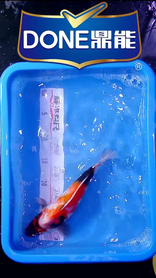 海水鱼锦鲤直播间菁选 对版发货 18号