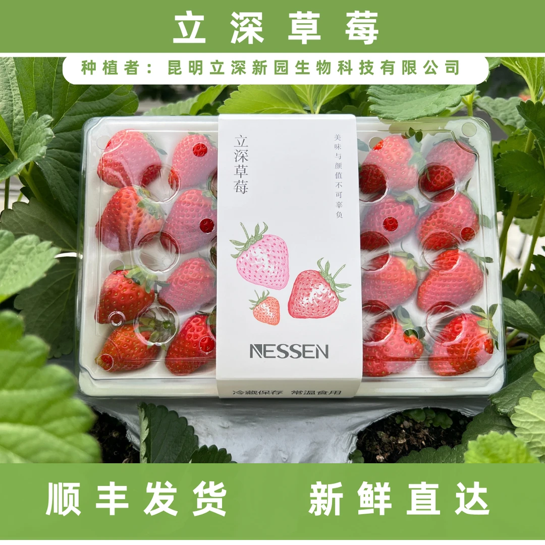 思芹专属 立深草莓整箱组合  顺丰空配整箱包邮 现货