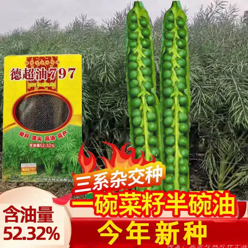 高产矮杆抗倒结英多分枝多优质油菜种子正宗四川油菜籽种子大颗粒