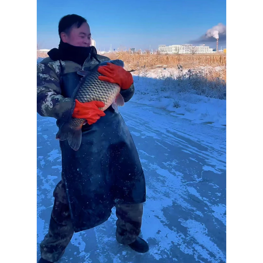 福海冷水大鲤鱼个大体肥肉味鲜美