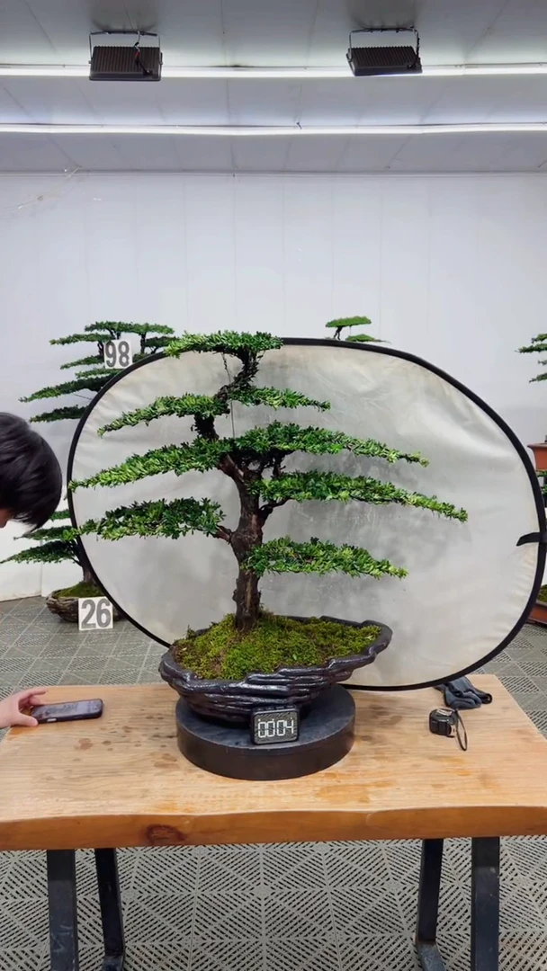 无花朵造型盆景一物一拍