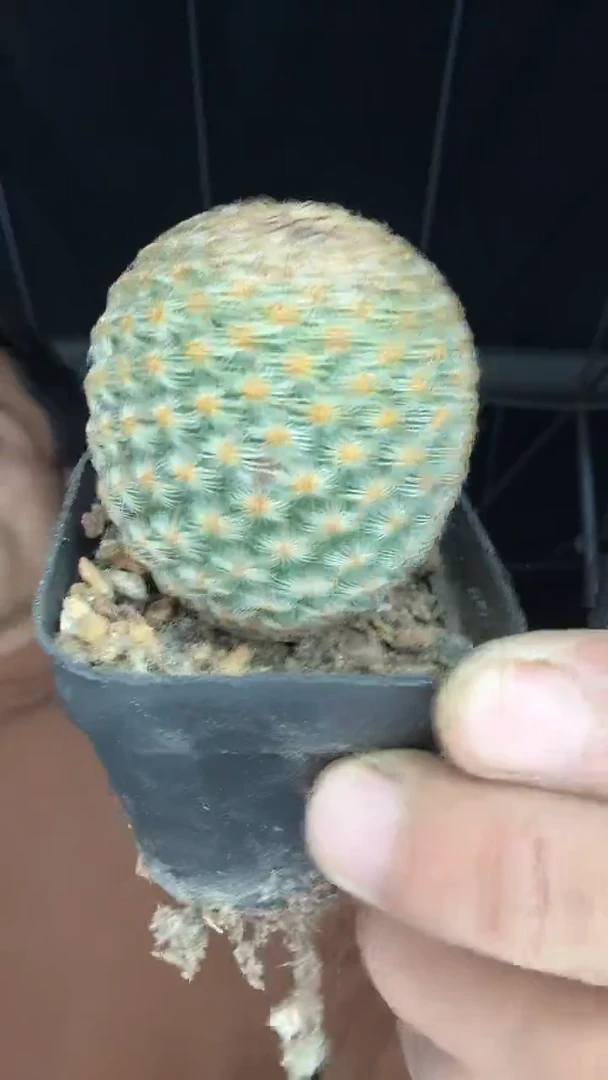 8-15号        22.99