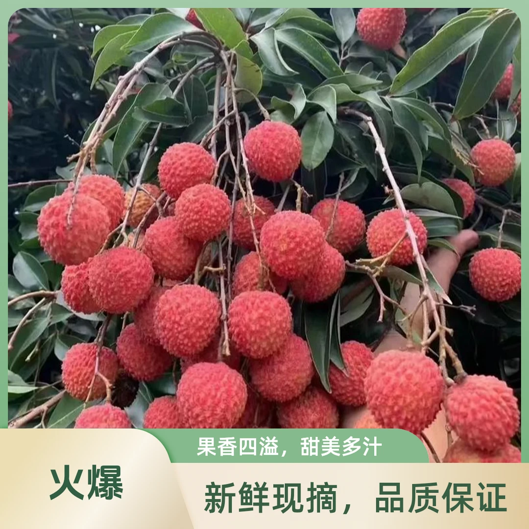 广州增城桂味荔枝荔枝同城送广东省