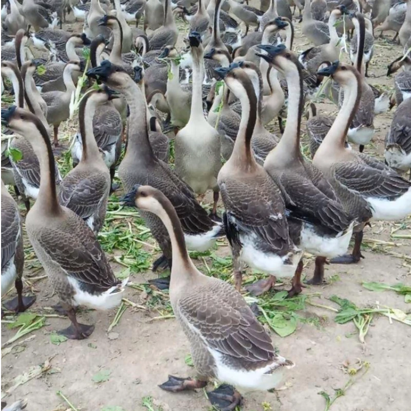 大种灰鹅苗马岗鹅阳江鹅蛋鹅宠物鹅大鹅顺丰包邮包活到家