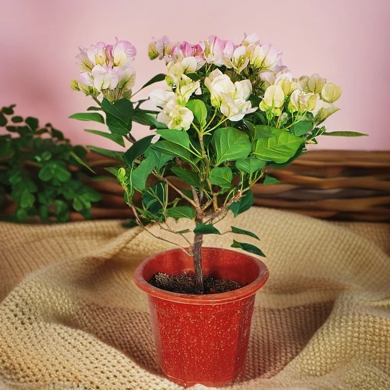 绿樱三角梅花四季勤开花室外绿叶稀有品种爬藤树苗带盆阳台庭院