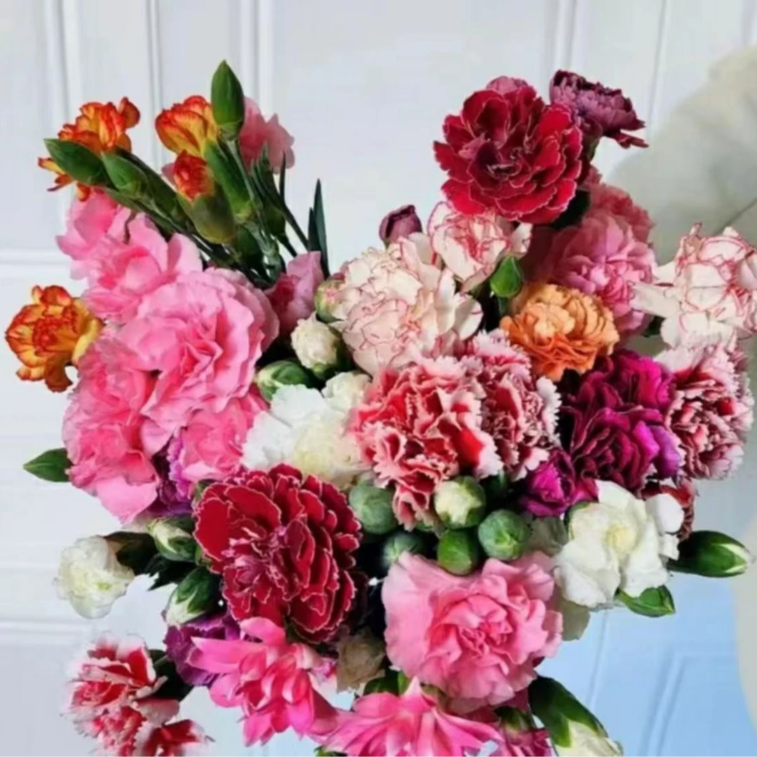 【花桥】多头康乃馨鲜花（零度以下需拍保温棉）