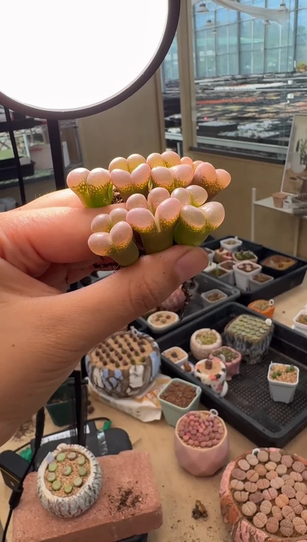 640多肉植物肉锥一颗