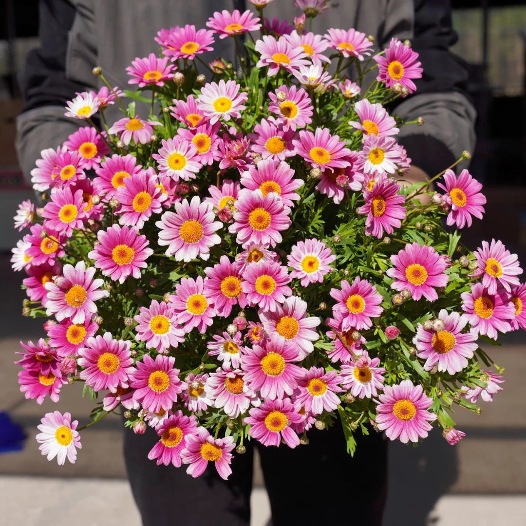 玛格丽特【可爱粉】粉色可爱粉地栽室内耐阴爆花新易养多季节开花