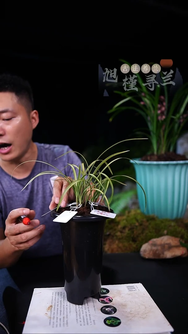 当前无花栽培后可以开花?****亮春兰资源艺-圈前垄（一物一拍）